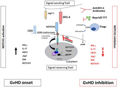 NOTCH and Graft-Versus-Host Disease